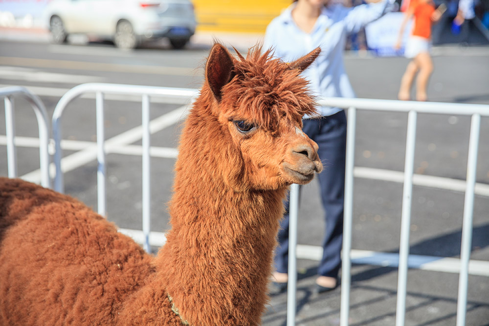 【車展第一天】遇到那個TA，放棄蘋果8......