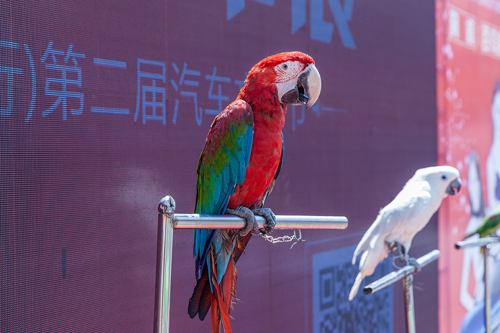 【車展第一天】遇到那個TA，放棄蘋果8......