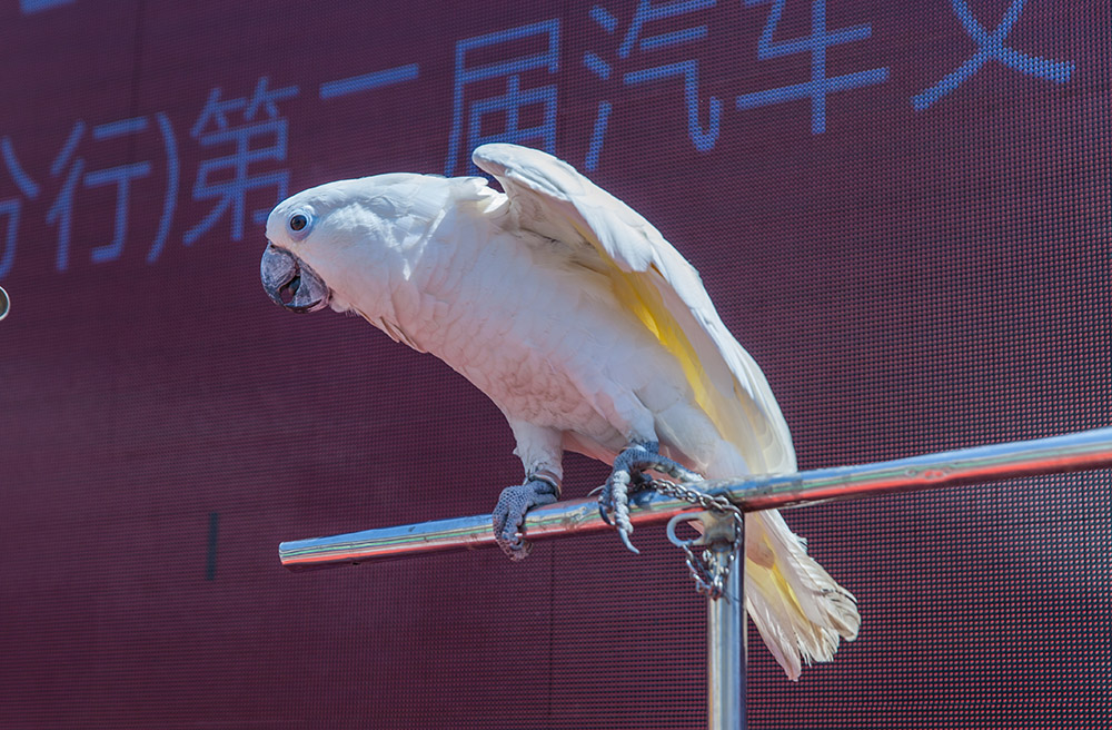 【車展第一天】遇到那個TA，放棄蘋果8......