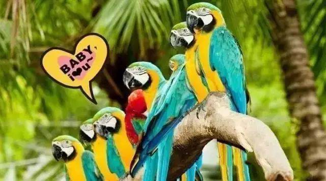 【915-918邵陽(yáng)秋季車(chē)展倒計(jì)時(shí)7天】藝高鳥(niǎo)膽大，墻都不服，我就服niao！