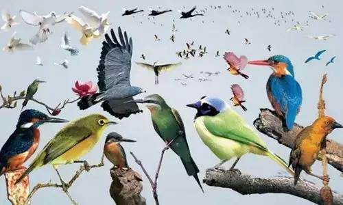 【915-918邵陽(yáng)秋季車(chē)展倒計(jì)時(shí)4天】不想出門(mén)看人人人，那就改成看鳥(niǎo)鳥(niǎo)鳥(niǎo)！