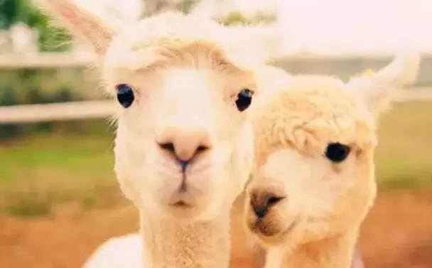  【915-918邵陽秋季車展倒計時3天】男人車展看美女，女人車展看什么？